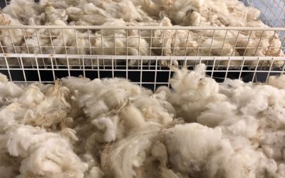 Workshop “wat kan ik met die vacht?”